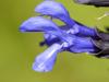 Purple Sage gets in my Mind