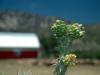 Yucca