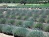 Rows of Lavender