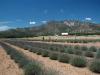 Lavender Farm