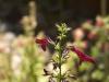 Penstemon