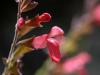 Coral Sage