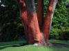 Red trunked tree