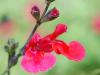 San Marcos Sage
