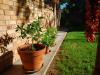 Late Season Potted Chile and Ristra