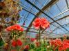 Greenhouse