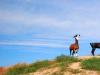 Pronghorns