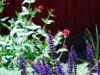 Blue Sage