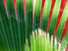 The Palm
