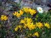 Local Weeds