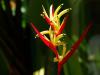 Flower 505