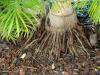 Young Palm