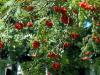 Berries...