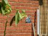 Blue Jay Thief