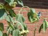 Proud Pecker BlueJay