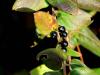 Honeysuckle Berries
