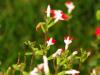 Hot Lips Sage