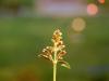 My Newest Hyssop