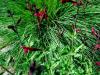 Bing Cherry Sage Grass