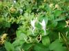 Honeysuckle