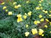 Yellow Yarrow