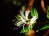 Jasmine