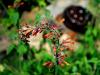 Sunset Hyssop