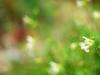 White Sage