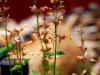 More Shallow Depth of Field