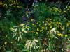 Road Side Flora