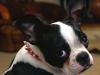 Dai-Z The Adolescent Doggess