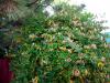Jasmine Plant