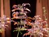 Same Agastache Plant, Same Agastache Station