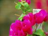 Lens Test 741