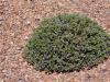 Wild Plant