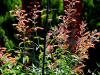 Agastache Acapulco