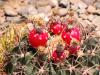 Wild succulent