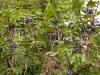 Blue Berry Tree