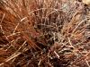 Forgotten Bush